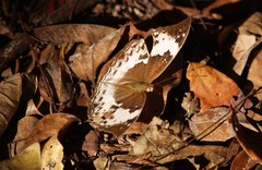 Harma theobene blassi