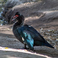 Cairina moschata domestica