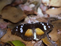 Aterica galene