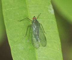 Centromeria speilinea