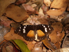 Aterica galene