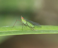 Centromeria speilinea