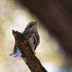 Mniotilta varia