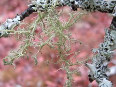 Usnea cornuta