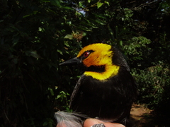 Ploceus melanogaster