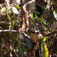 Sporophila torqueola