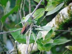 Amazilia tzacatl