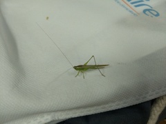 Conocephalus longipes