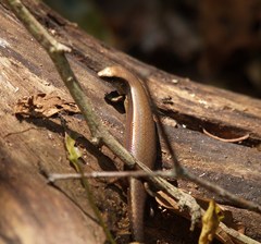 Trachylepis maculilabris