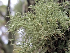 Usnea cornuta