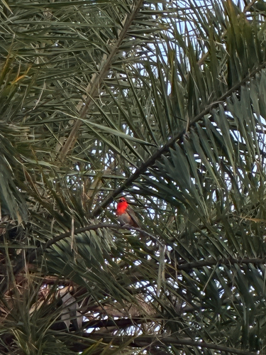 iNaturalist image