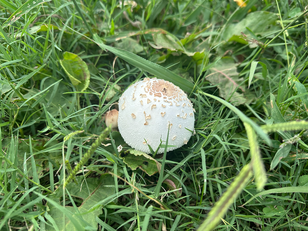 Chlorophyllum molybdites · October 2025 · photo: © tokue (iNaturalist, cc-by)