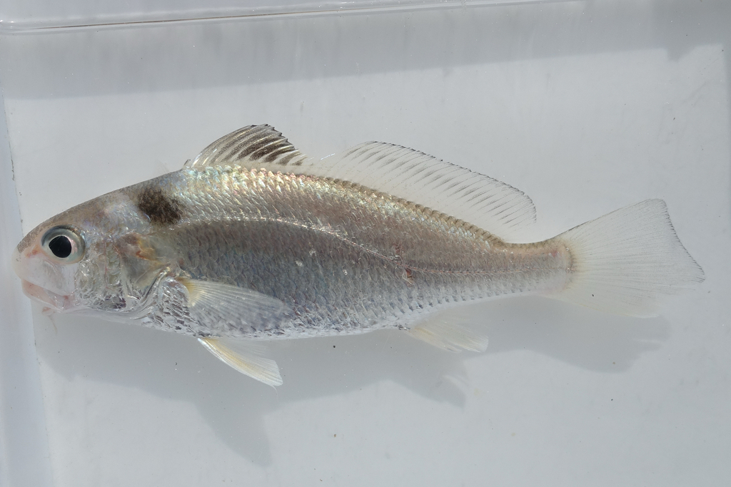 Goatee-Croaker