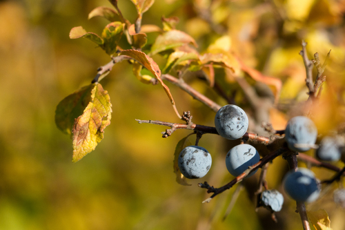Blackthorn