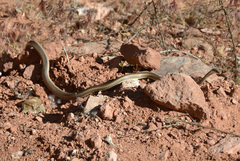 Masticophis taeniatus taeniatus