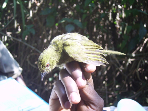 iNaturalist image