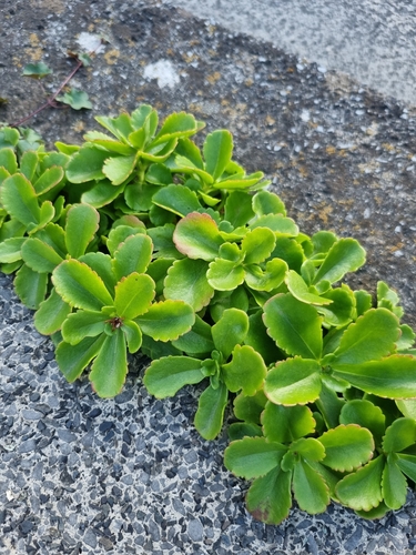 Phedimus ellacombeanus