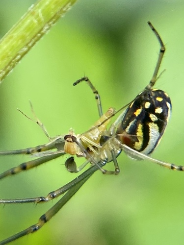 Greater Leucauge photo 5