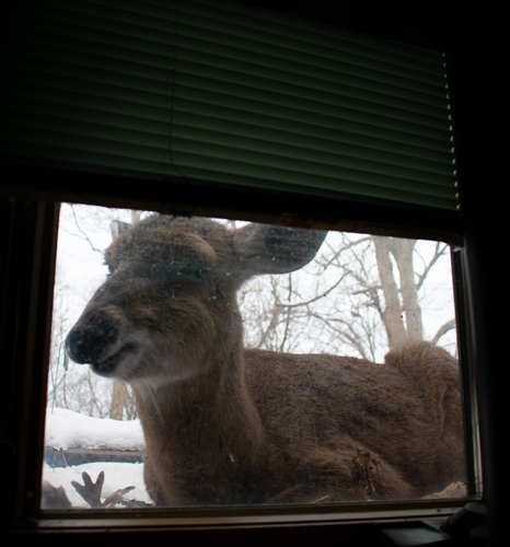 White-tailed Deer photographed in Indiana