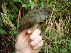 Phyllastrephus poensis