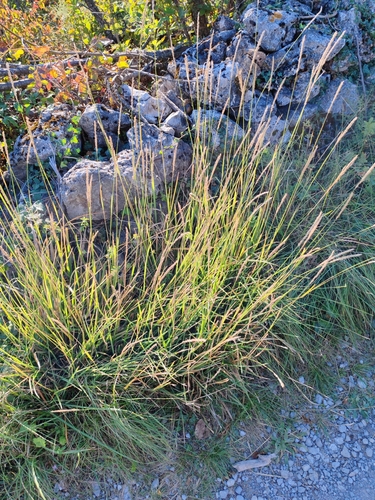 Sesleria autumnalis, photograph 4
