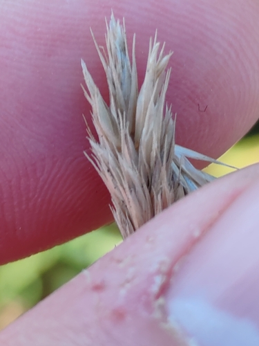 Sesleria autumnalis, photograph 5