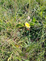 Pilosella hoppeana