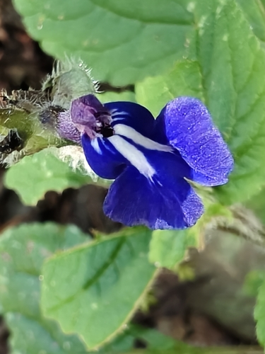 Michoacan Blue Sage (Salvia clinopodioides)