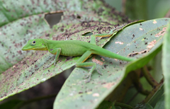 Anolis chloris