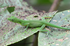 Anolis chloris