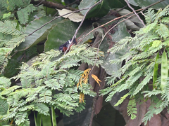 Microrhopias quixensis