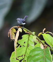 Polioptila schistaceigula