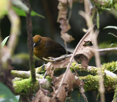 Tachyphonus delatrii