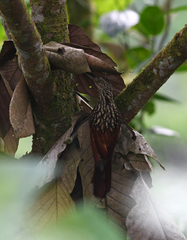 Xiphorhynchus lachrymosus