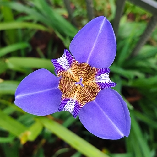 Trimezia coerulea