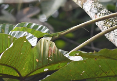 Anolis chloris