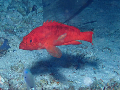 Strawberry hind (Cephalopholis spiloparaea) — Serranidae — 4