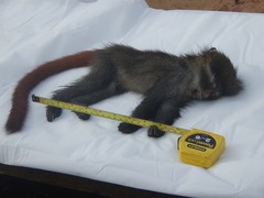 Cercopithecus erythrotis