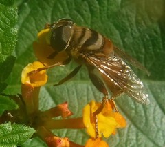 Palpada vinetorum