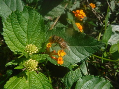 Palpada vinetorum