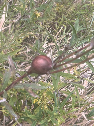 Unknown species found near Pennsylvania, US