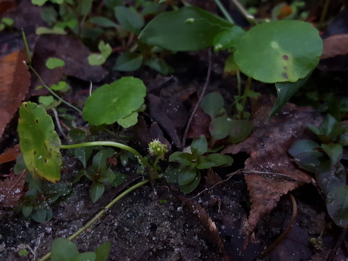 Hydrocotyle verticillata image