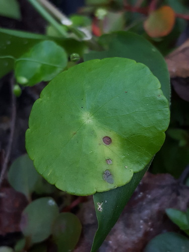 Hydrocotyle verticillata image