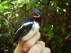 Platysteira cyanea