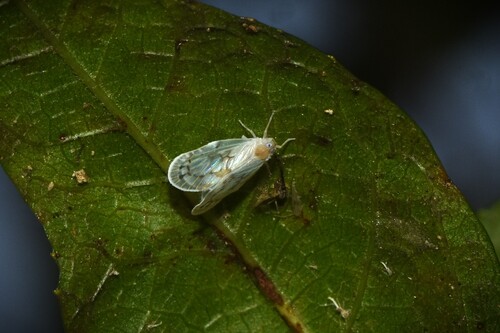 Levu vitiensis observed 2025-09-25