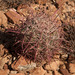 Ferocactus gracilis tortulispinus - Photo (c) José Arce Smith, alguns direitos reservados (CC BY-NC), uploaded by José Arce Smith