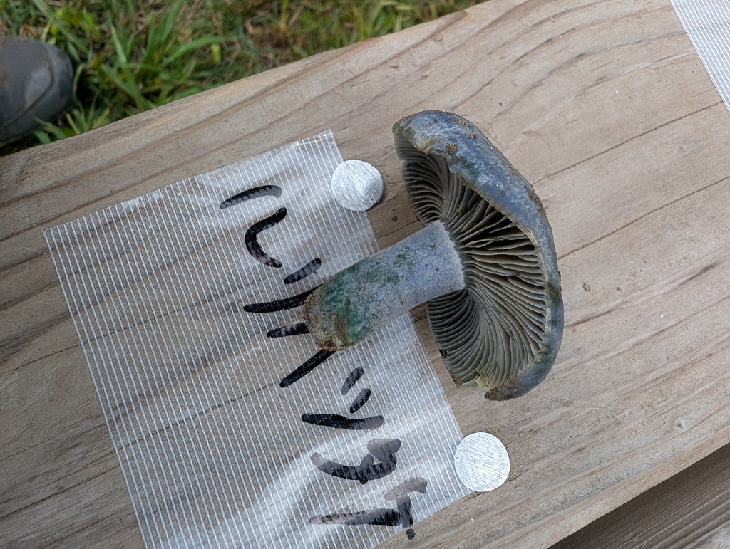 Lactarius subindigo · October 2025 · photo: © atsushi_nakajima_cirque (iNaturalist, cc-by)