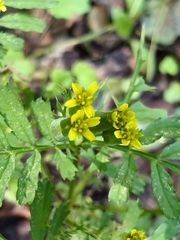 author not stated, no rights reserved Tagetes foetidissima, photograph author not stated, no rights reserved