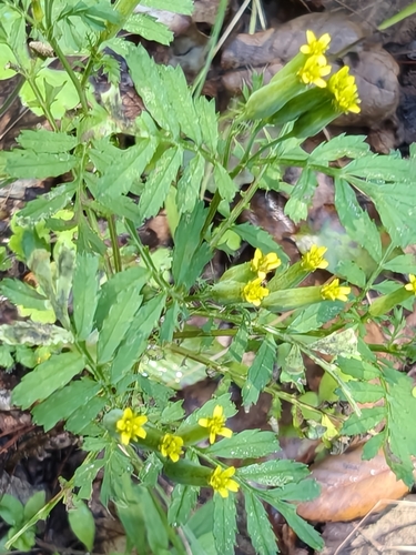 Tagetes foetidissima, photograph 6