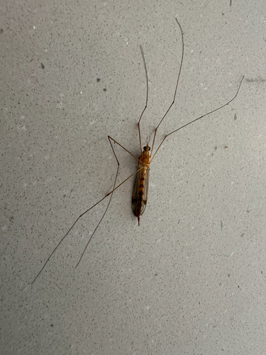 Unknown species found near Ritchie Ave, Silver Spring, MD, US